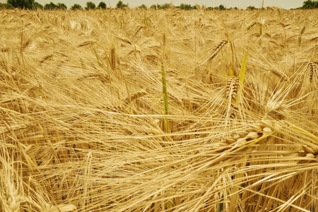 Close up of golden barley crop growing in rural agricultural field Close up of golden barley crop growing in rural agricultural field