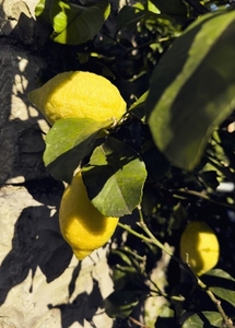 High angle view of vibrant yellow lemons growing in sunlight