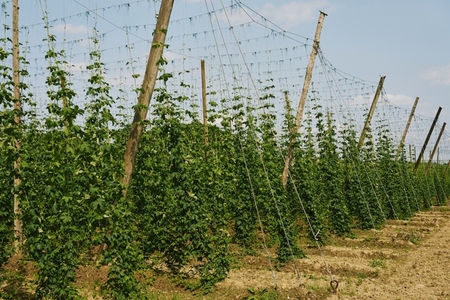 Green hops growing on bines on sunny