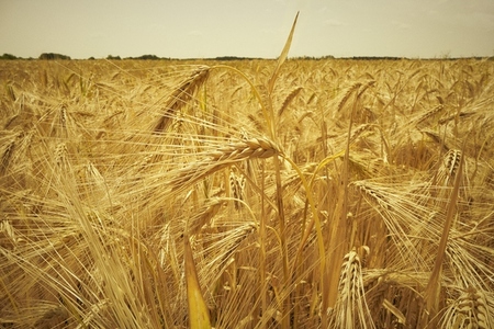 Golden barley crop growing in sunlight on tranquil rural farm Golden barley crop growing in sunlight on tranquil rural farm