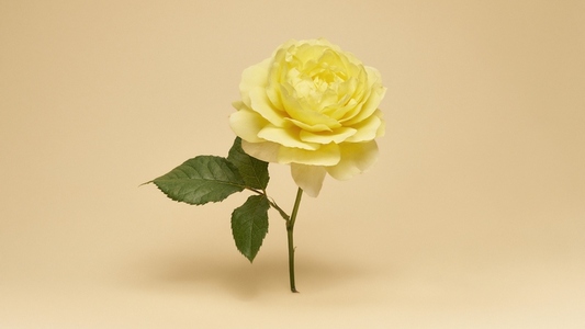 Still life of beautiful yellow English rose floating against peach background Still life of beautiful yellow English rose floating against peach background