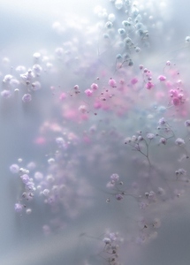Soft pastel flowers in dreamy blur with gentle light romantic mood airy texture and delicate floral background Soft pastel flowers in dreamy blur with gentle light romantic mood airy texture and delicate floral background
