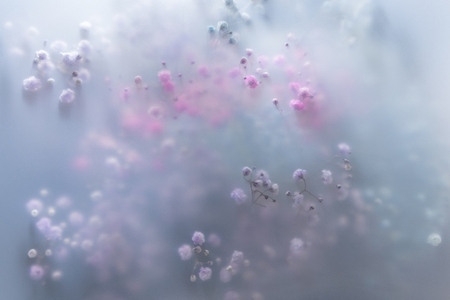 Soft pastel flowers in dreamy blur with gentle light romantic mood airy texture and delicate floral background Soft pastel flowers in dreamy blur with gentle light romantic mood airy texture and delicate floral background
