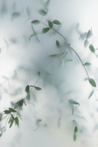 Soft green leaves behind frosted glass with natural light minimal botanical background and calm organic mood Soft green leaves behind frosted glass with natural light minimal botanical background and calm organic mood