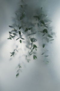 Soft green leaves behind frosted glass with natural light minimal botanical background and calm organic mood Soft green leaves behind frosted glass with natural light minimal botanical background and calm organic mood