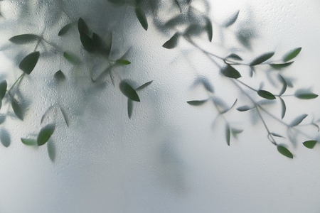 Soft green leaves behind frosted glass with natural light minimal botanical background and calm organic mood Soft green leaves behind frosted glass with natural light minimal botanical background and calm organic mood