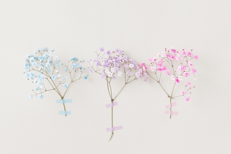 Delicate pastel flowers from floral series in blue pink and lilac taped to a light wall minimal floral composition Delicate pastel flowers from floral series in blue pink and lilac taped to a light wall minimal floral composition