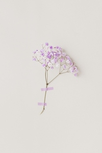 Minimal photo from floral series with live lilac flowers on white wall delicate light and gentle spring mood Minimal photo from floral series with live lilac flowers on white wall delicate light and gentle spring mood
