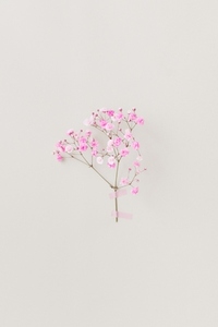 Minimal photo from floral series with live pink flowers on white wall soft natural light and airy mood Minimal photo from floral series with live pink flowers on white wall soft natural light and airy mood
