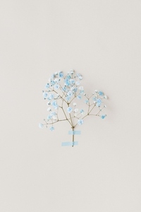Minimal photo from floral series with live blue flowers on white wall soft natural light and airy composition Minimal photo from floral series with live blue flowers on white wall soft natural light and airy composition