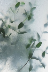 Soft green leaves behind frosted glass with natural light  minimal botanical background and calm organic mood