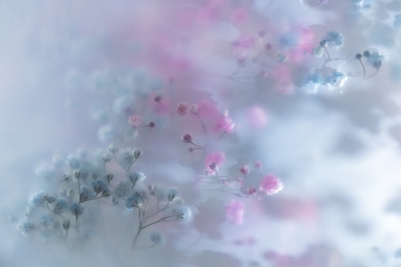 Soft pastel flowers in dreamy blur with gentle light romantic mood airy texture and delicate floral background Soft pastel flowers in dreamy blur with gentle light romantic mood airy texture and delicate floral background