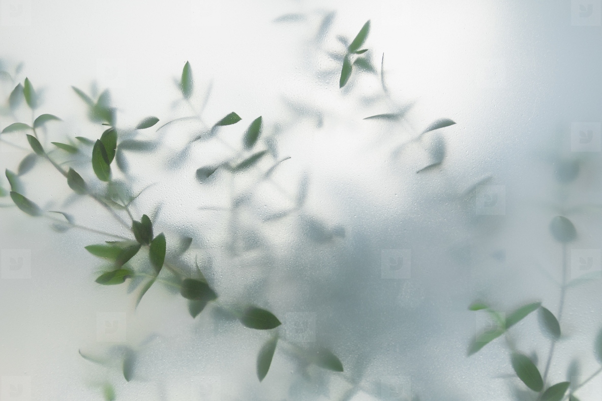 Soft green leaves behind frosted glass with natural light minimal botanical background and calm organic mood