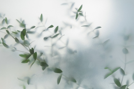 Soft green leaves behind frosted glass with natural light minimal botanical background and calm organic mood Soft green leaves behind frosted glass with natural light minimal botanical background and calm organic mood