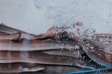 Seoul Korea 24 Fish Tank Seoul Korea 24 Fish Tank