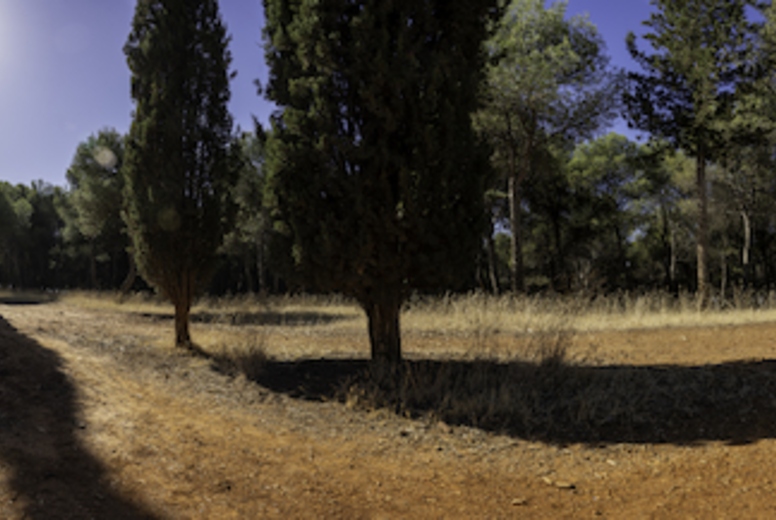 A Scenic Pathway that is Enveloped by Majestic Tall Cypress Trees Beneath a Bright Blue Sky