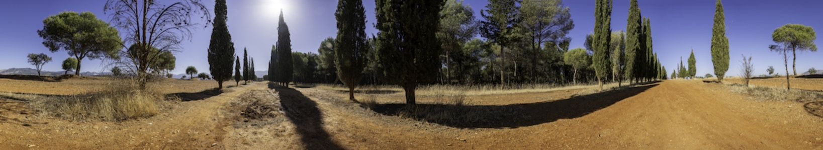 A Scenic Pathway that is Enveloped by Majestic Tall Cypress Trees Beneath a Bright Blue Sky A Scenic Pathway that is Enveloped by Majestic Tall Cypress Trees Beneath a Bright Blue Sky