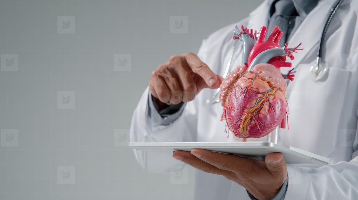 Doctor presenting detailed anatomy model of heart while using tablet showcasing medical expertise and technology
