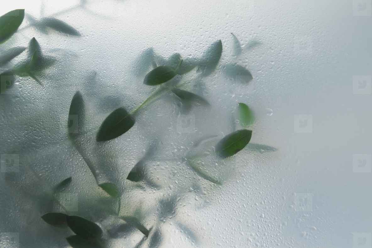Soft green leaves behind frosted glass with natural light minimal botanical background and calm organic mood