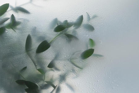 Soft green leaves behind frosted glass with natural light  minimal botanical background and calm organic mood