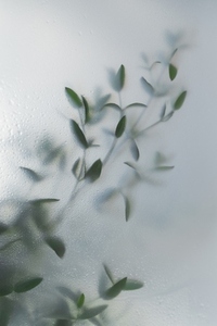 Soft green leaves behind frosted glass with natural light  minimal botanical background and calm organic mood