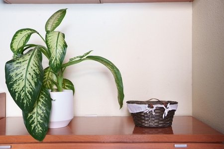 Stylish leafy plant setup on rustic wooden shelf  Elegant indoor plant arrangement enhancing contemporary living room aesthetics