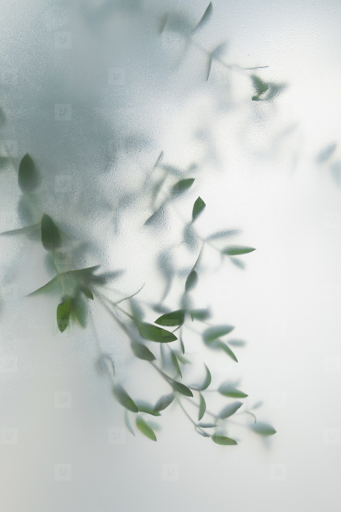 Soft green leaves behind frosted glass with natural light  minimal botanical background and calm organic mood