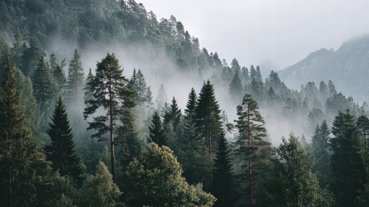 Misty forest landscape with tall trees and serene atmosphere  showcasing nature beauty and tranquility