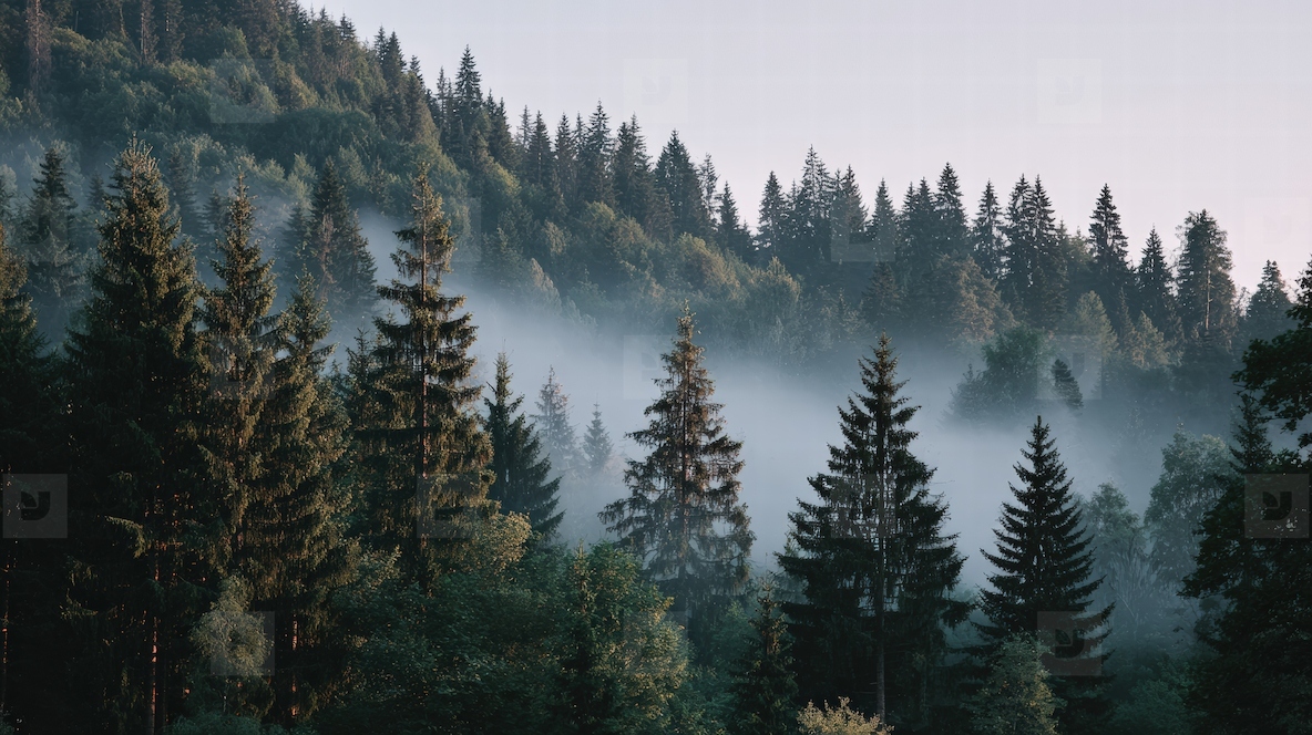 Misty forest landscape with tall trees and soft sunlight creating serene atmosphere perfect for nature lovers