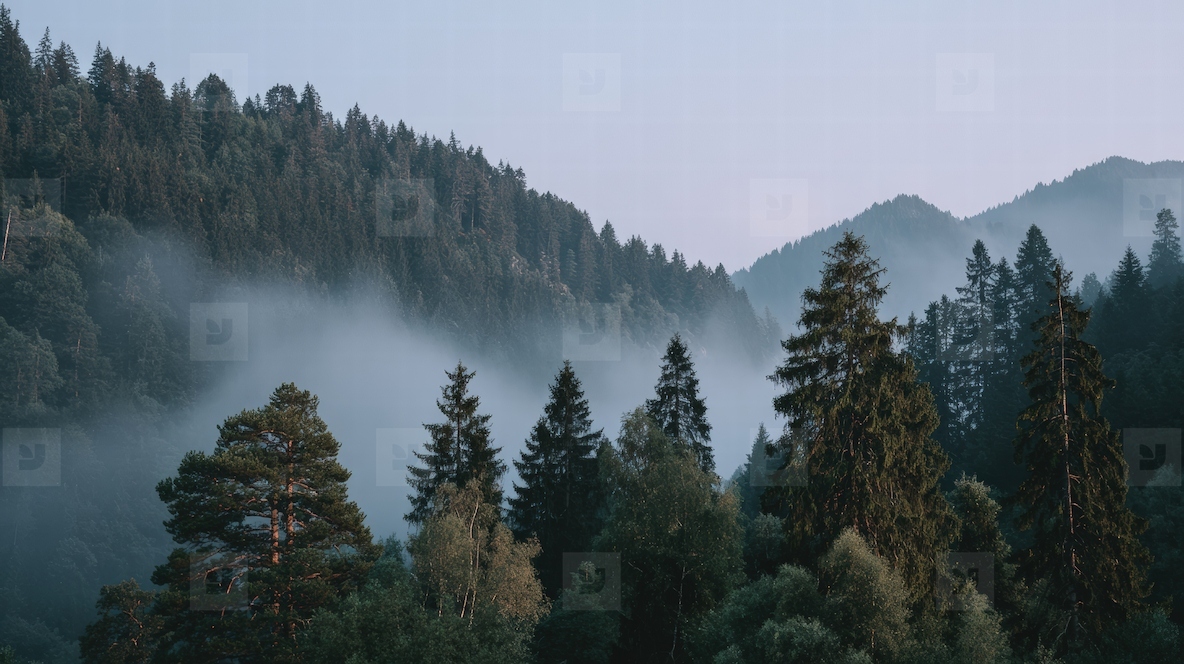 Misty forest landscape with tall trees and mountains in background  creating serene and tranquil atmosphere
