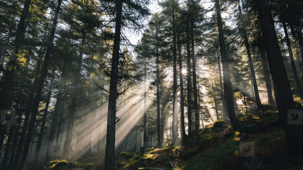 Serene forest scene with tall trees swaying gently wind illuminated by sun rays filtering through foliage creating tranquil