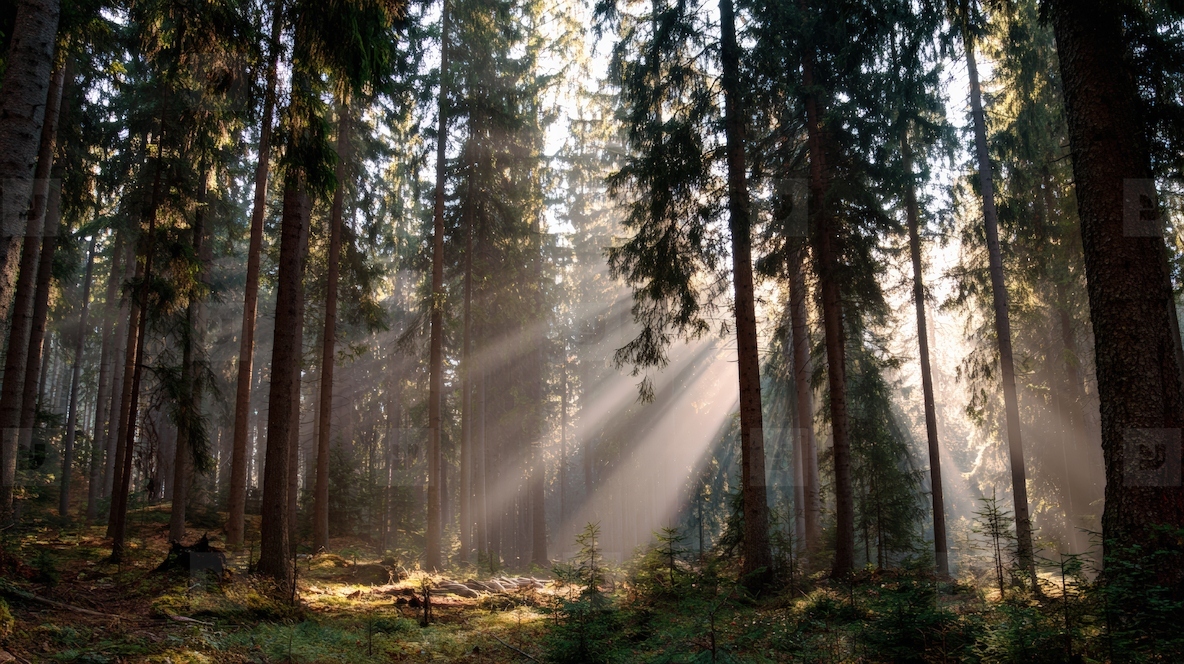 Serene forest scene with tall trees swaying gently wind illuminated by sun rays filtering through foliage creating tranquil