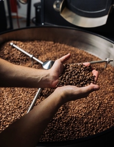 Hands of an unrecognizable male holding a coffee beans  Coffee shop worker fries coffee beans