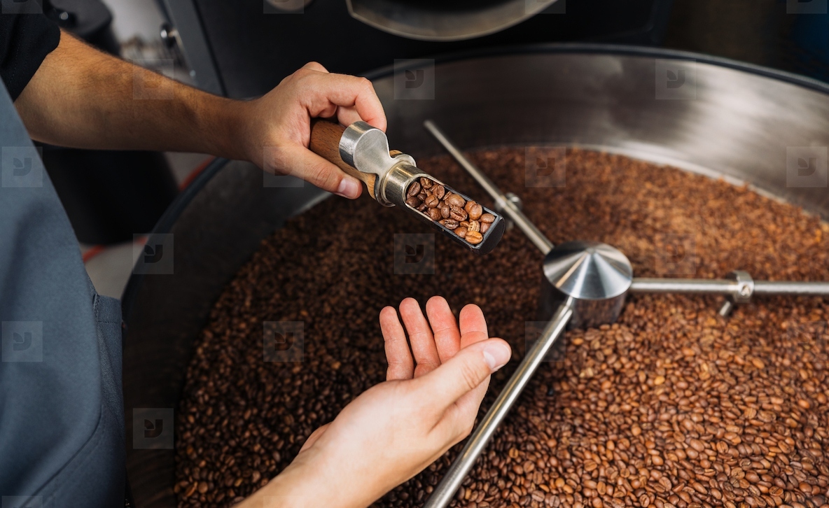 Barista checking the quality of a coffee  Hands of an unrecognizable male barista roasting a coffee beans and checking the quality