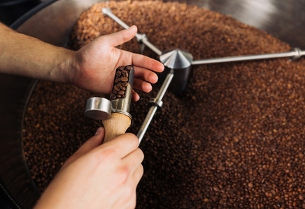 Close up of unrecognizable barista checks the quality of roasted coffee
