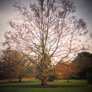 autumnal tree