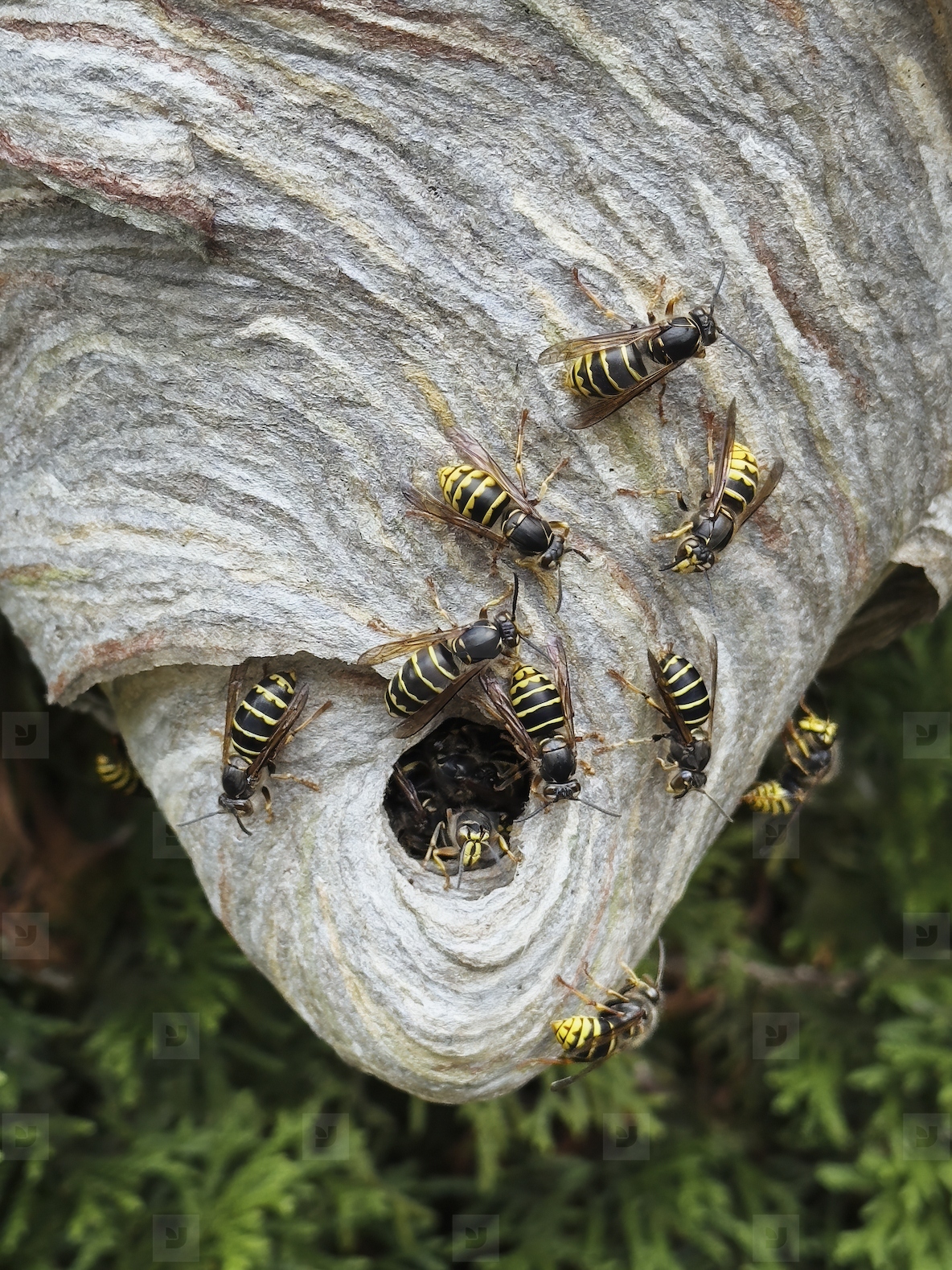 High angle close up of wasps around opening of wasps nest