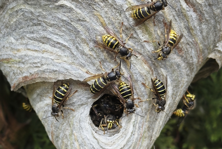 High angle close up of wasps around opening of wasps nest