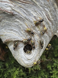 High angle close up of wasps around opening of wasps nest