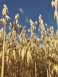 Low angle shot of golden oat crop in sunlight