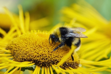 Close up of bumblebee pollinating yellow flower Close up of bumblebee pollinating yellow flower