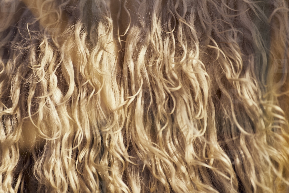 Full frame close up of golden sheeps wool in sunlight