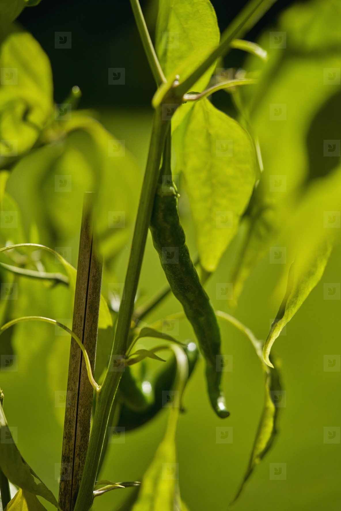 Close up of green cayenne pepper growing on plant in sunlight
