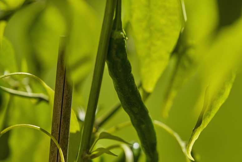 Close up of green cayenne pepper growing on plant in sunlight