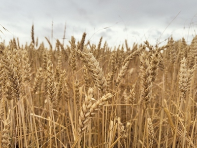 Close up of golden wheat crop growing in agricultural field
