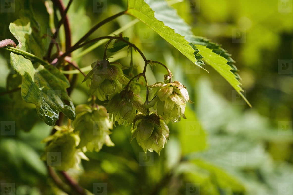 Close up of green hops growing on branch