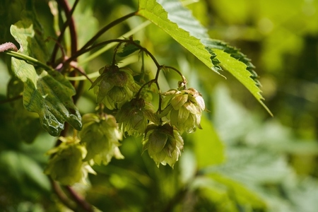 Close up of green hops growing on branch Close up of green hops growing on branch