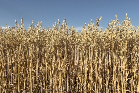 Tall golden oat crop growing in sunlight on rural farm