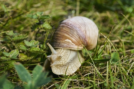 Close up of Roman Snail in grass
