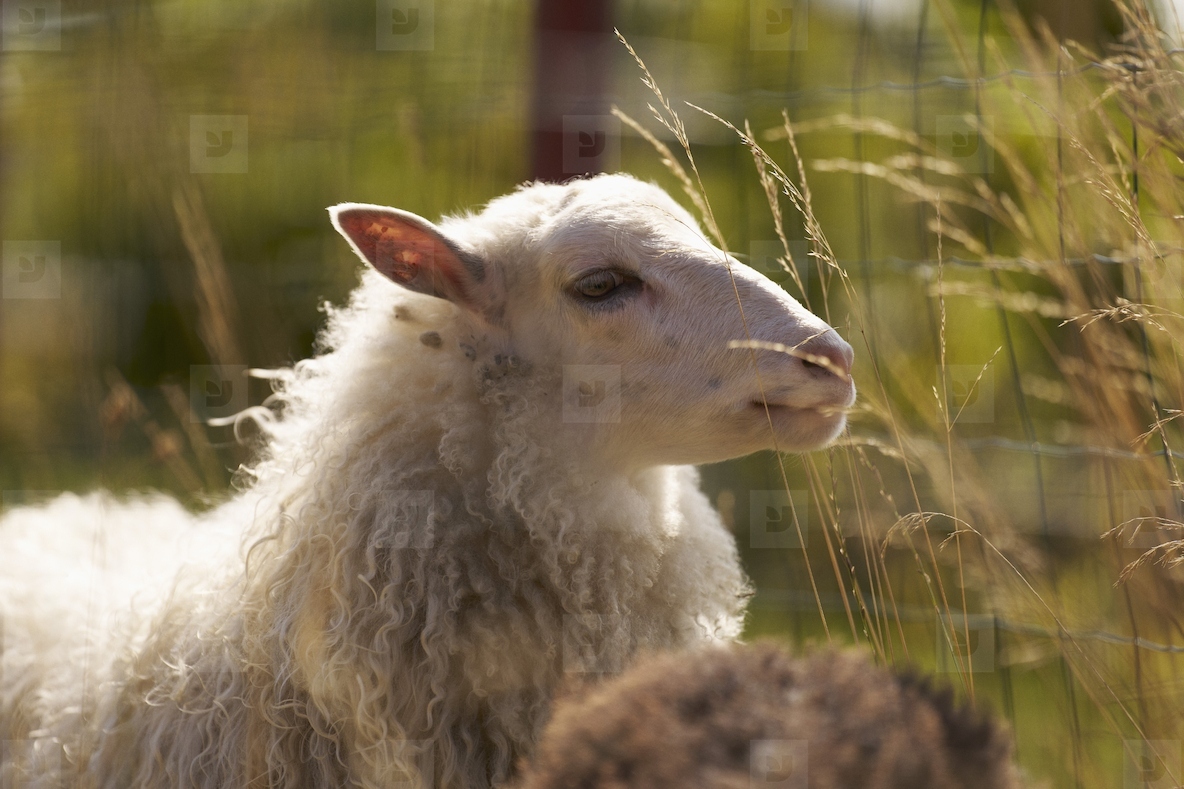 Profile of white sheep in sunlight on rural farm